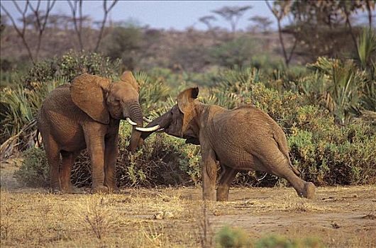 非洲象,年轻,雄性动物,争斗,哺乳动物,萨布鲁国家公园,肯尼亚,非洲,动物