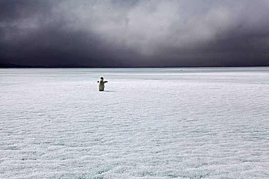 帽带企鹅,冰原,南设得兰群岛