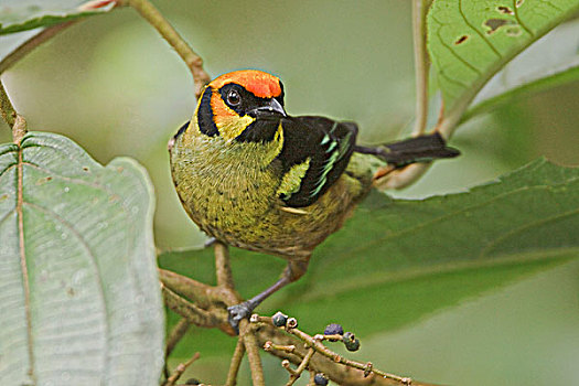 唐纳雀,栖息,枝条,西北地区,厄瓜多尔