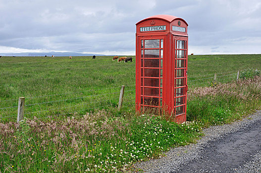 传统,英国,电话亭,靠近,母牛,草场,凯思内斯郡,高地,苏格兰,欧洲