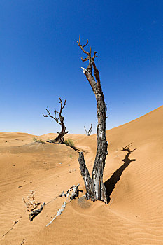 沙漠中的枯树