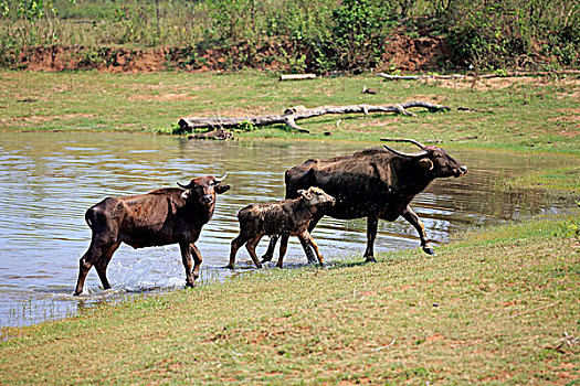 野生,水牛,女性,幼兽,水边,国家公园,斯里兰卡,亚洲
