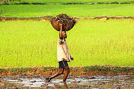 印度,工作,篮子,稻田
