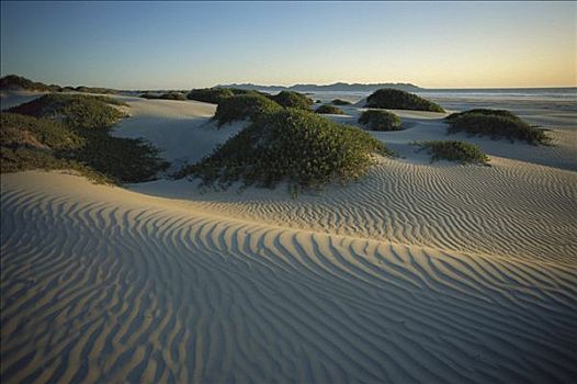 沙丘,植被,岛屿,北下加利福尼亚州,墨西哥