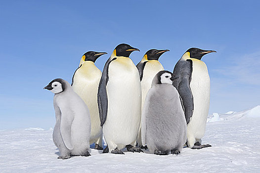 帝企鹅,成年,幼禽,雪丘岛,南极半岛