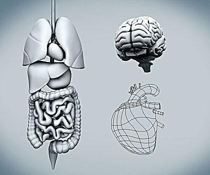 组合,人体器官,大脑,灰色背景