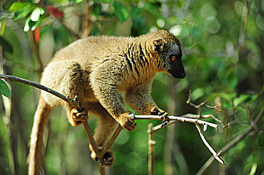 马达加斯加,枝头