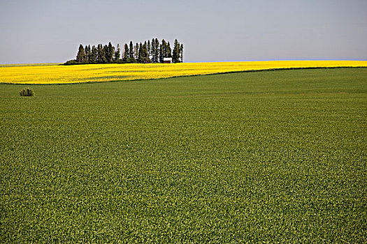 绿色,麦田,花,油菜,背景,艾伯塔省,加拿大