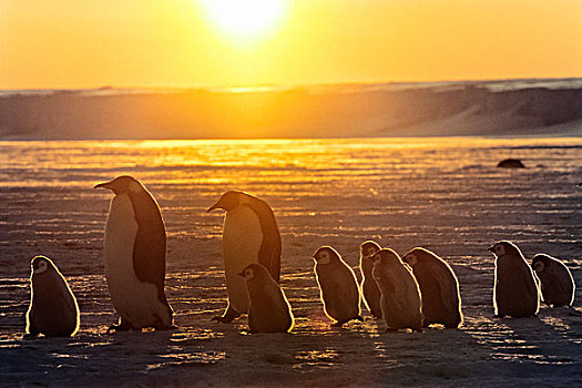 帝企鹅,成年,一对,走,日落,威德尔海,南极