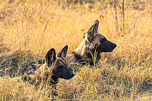 博茨瓦纳,奥卡万戈三角洲,非洲野狗,非洲野犬属,休息