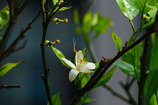 绿叶中的一朵柑橘花