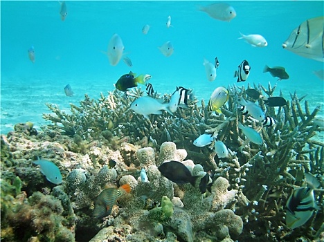 水下,生活,珊瑚