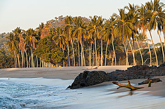 棕榈树,石头,浮木,海滩,墨西哥