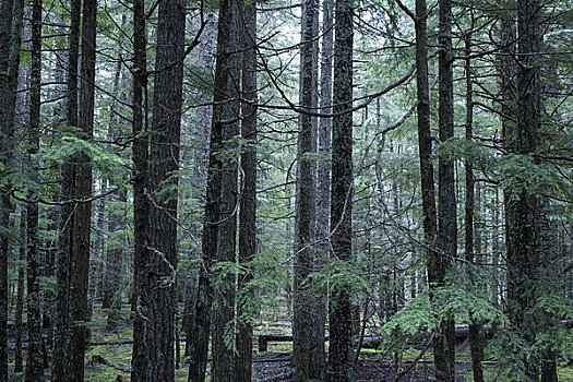 树林,不列颠哥伦比亚省,加拿大