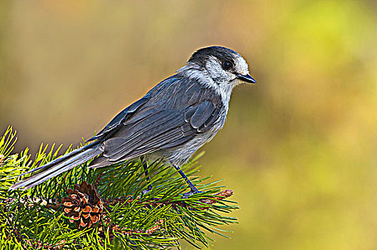 灰色,鸟类,省立公园,不列颠哥伦比亚省,加拿大