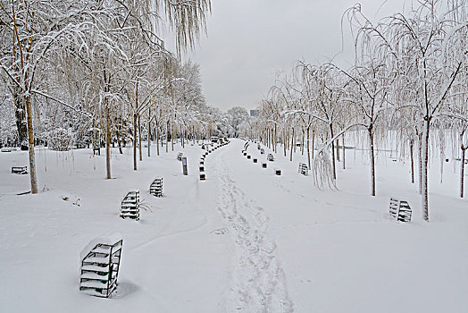 雪地,雾凇,树林,道路