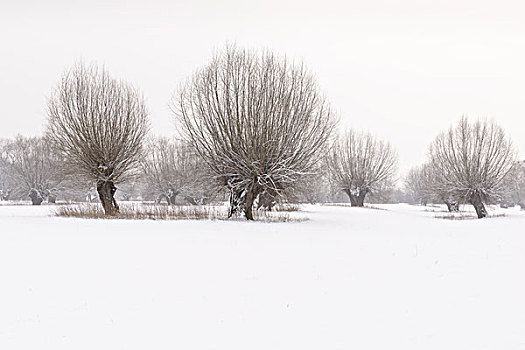 德国,北莱茵威斯特伐利亚,自然保护区,柳树,树,冬天