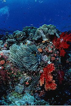 水下视角,海葵,葵鱼,珊瑚礁,贝劳,密克罗尼西亚