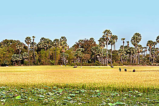 稻田,棕榈树,柬埔寨,东南亚,亚洲