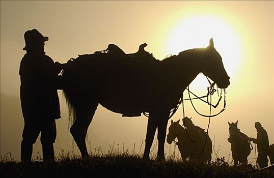 牛仔,向上,马,早晨,薄雾,庄园,牛,圈拢,安迪斯山脉,厄瓜多尔