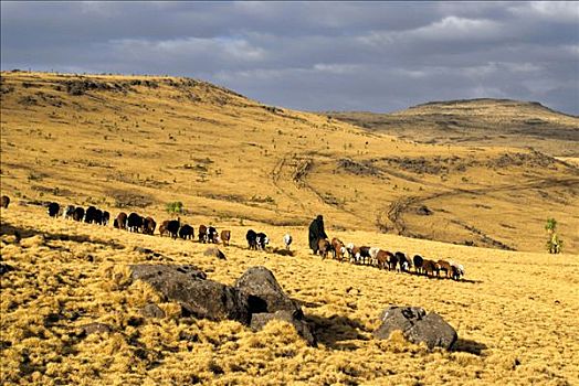 牧羊人,牧群,绵羊,山峦,国家公园,靠近,埃塞俄比亚