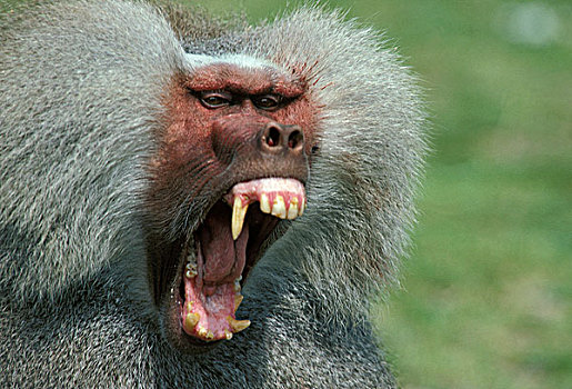 阿拉伯狒狒,雄性,张嘴,防卫姿势