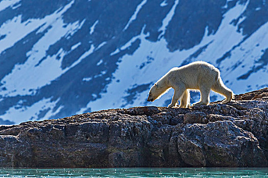 北极熊,走,岸边,斯瓦尔巴特群岛,夏天,觅食,挪威
