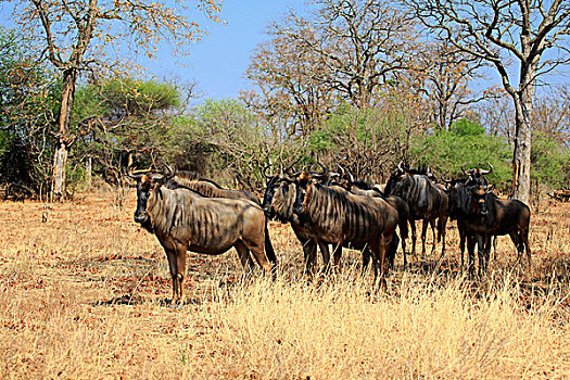蓝色,角马,成年,牧群,克鲁格国家公园,南非,非洲
