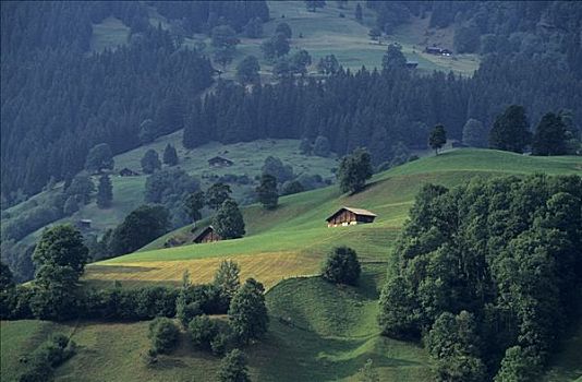 农舍,草地,靠近,格林德威尔,瑞士