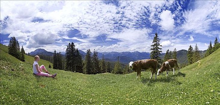 女孩,母牛,提洛尔,奥地利