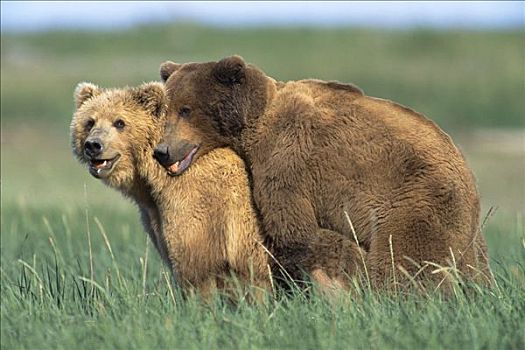 大灰熊,棕熊,雌性,交配,卡特麦国家公园,阿拉斯加
