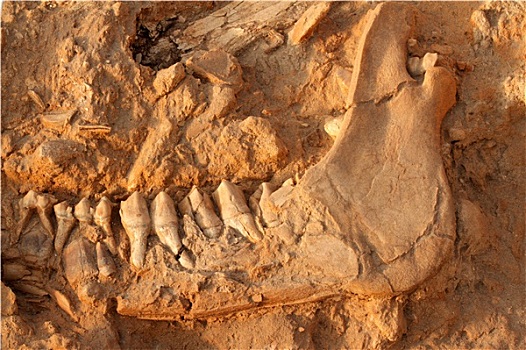 古老,化石,颚部,骨头
