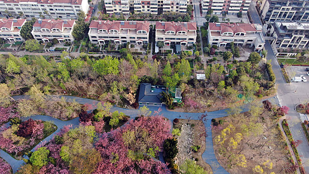 山东省日照市,浪漫樱花进入盛花期,粉色花海魅力无限成市民网红打卡地