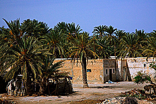 利比亚,近郊,沙漠,一个,男人,休息,正面,绿洲,住宅区,围绕,棕榈树