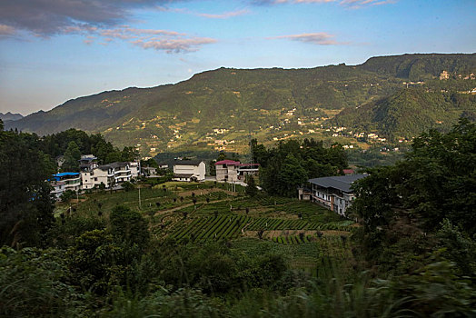 茶园,山区,土地,湖北,神农架,大山,种植,经济作物,农村,茶农