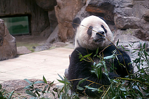 大熊猫在吃草
