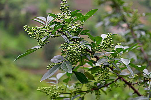 石山种花椒助农增收,实现,一椒双效