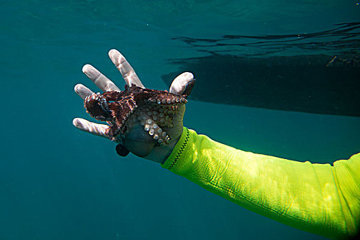 水下视角,潜水,抓住,章鱼,伊斯塔帕,墨西哥