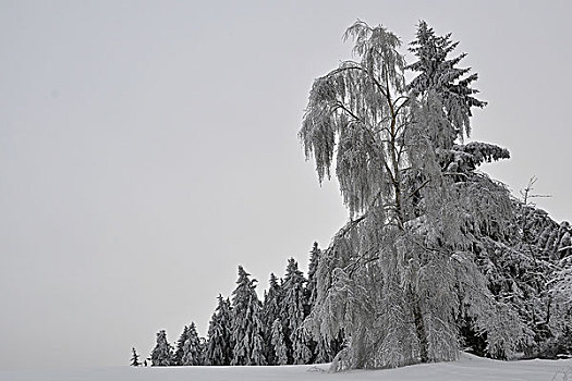 冬日树林,走,靠近,德国,欧洲