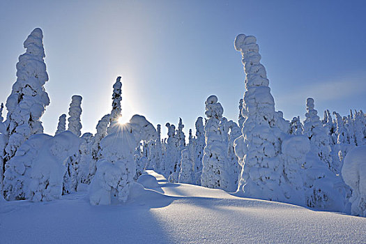 太阳,雪,遮盖,树,库萨莫,北方,芬兰