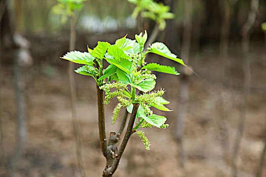 桑葚,树,蚕,饲养,工厂,广东,中国