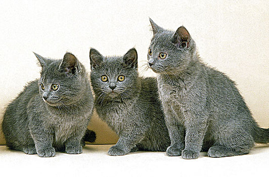 卡尔特猫,猫,小猫,白色背景