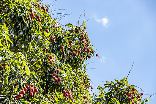 ripe,lychee,fruits,on,tree,in,the,plantation