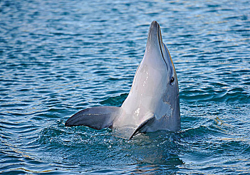海豚,赫维湾,昆士兰,澳大利亚