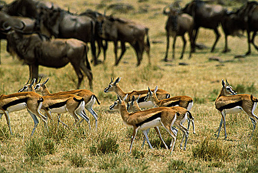 瞪羚,汤氏瞪羚,蓝角马,角马,牧群,马赛马拉,公园,肯尼亚