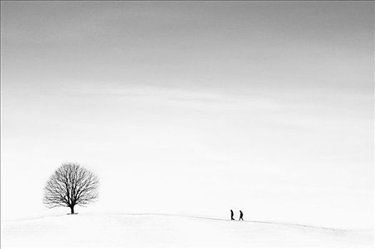 孤单,树,两个,步行者,上巴伐利亚,黑白