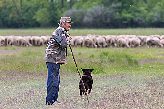牧羊人,羊群,霍尔特巴杰,国家公园,世界遗产,匈牙利