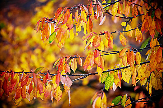 背景,秋天,黄色,橙叶