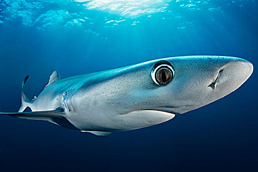 蓝鲨,锯峰齿鲛,开普角,开普敦,南非,大西洋,印度洋,水下