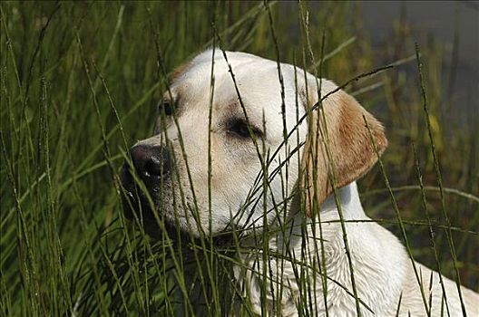 黄色拉布拉多犬,狗,后面,芦苇